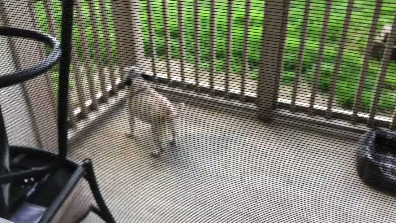 A pug is standing on a balcony.