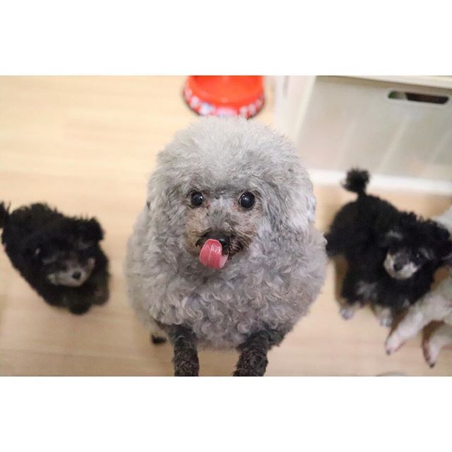 A group of grey poodles with their tongues out