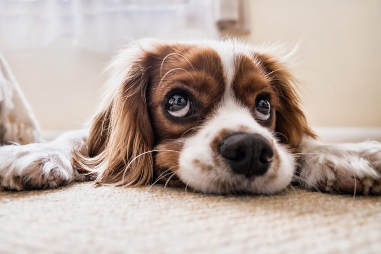 A brown and white dog's face resting on the carpet.