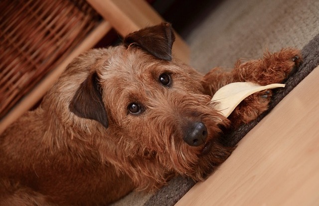 A dog with a leaf in its mouth.