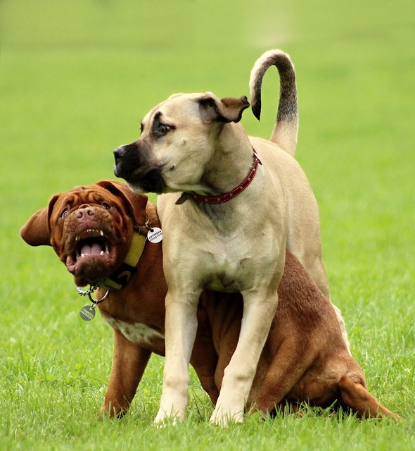 Two dogs playing with each other in a field