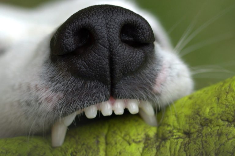 A close up of a white dog's mouth