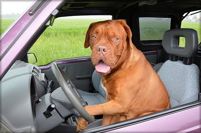 A dog sitting in the driver's seat of a car.