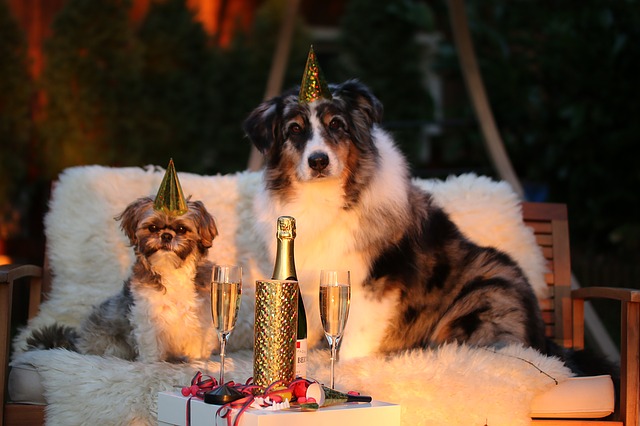 Two dog-friendly canines sitting on a couch with champagne and a bottle of wine.