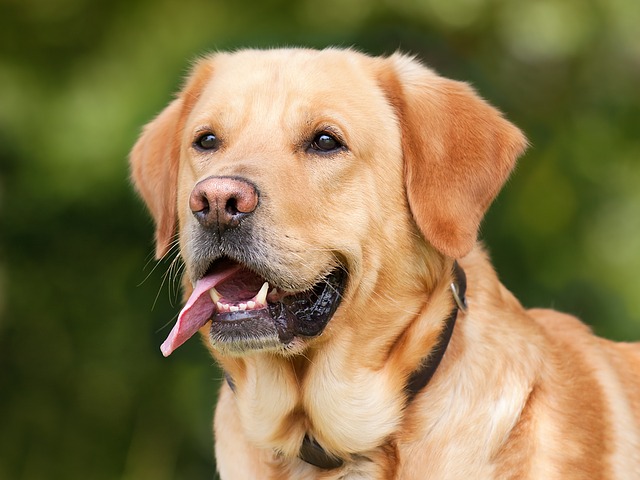 A yellow labrador retriever service dog is standing with his tongue out.