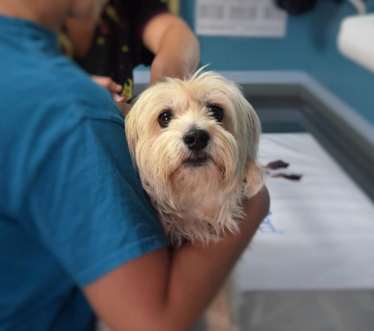 A small dog being held by a person in a veterinary office