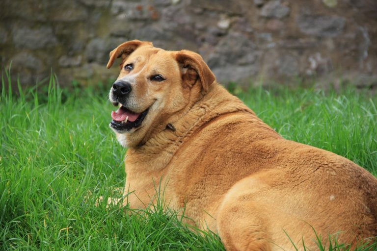 A large brown dog laying in the grass.