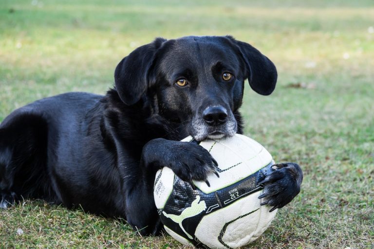 A collie dog laying on the grass with a soccer ball.