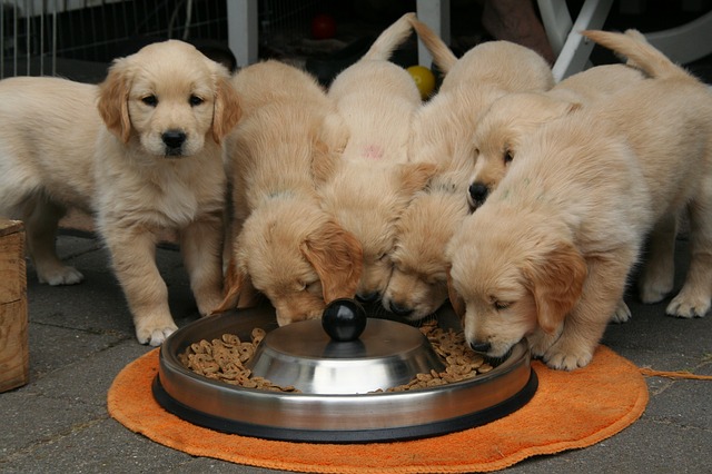 A group of golden retriever puppies eating from a bowl switched dog food.