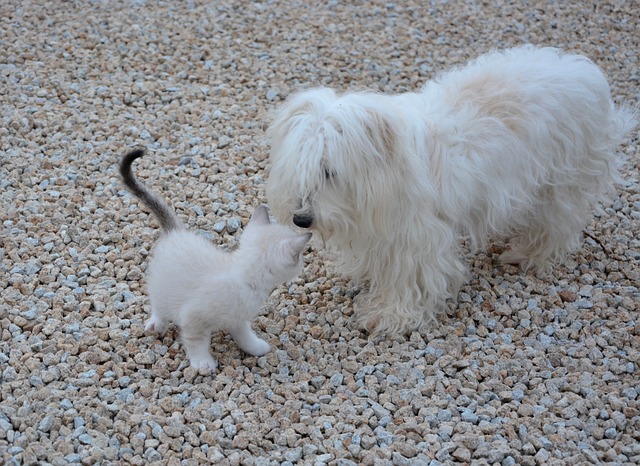 dog meets kitten