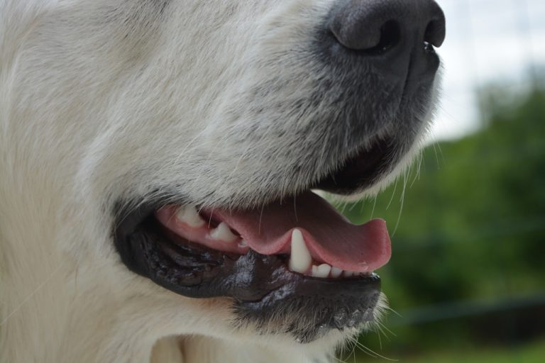 A close up of a white dog with its tongue out