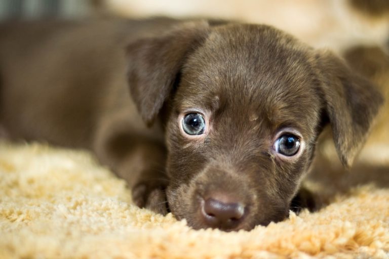 A brown puppy to adopt.