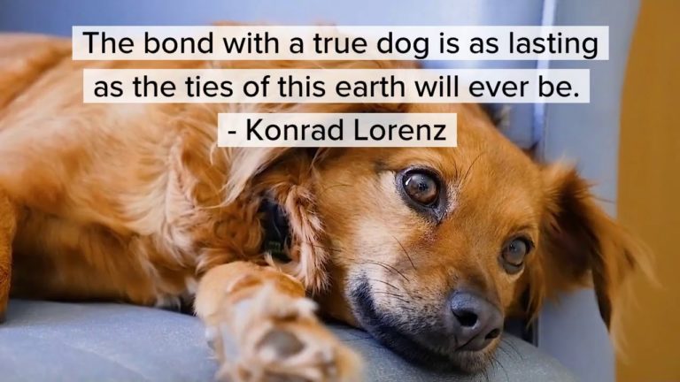 The bond with a true dog will never be broken.