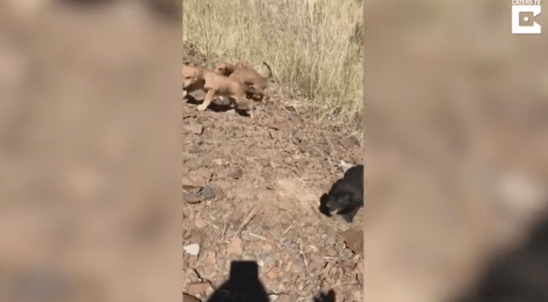 Two black bear cubs are walking on a dirt path