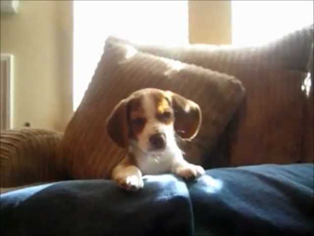 A beagle puppy sitting on top of a couch