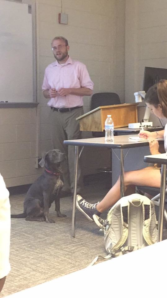 A dog in a classroom.