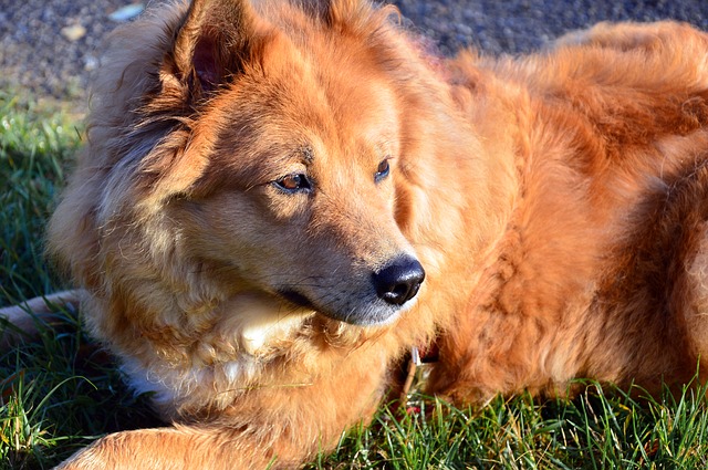 therapy dog loves his job