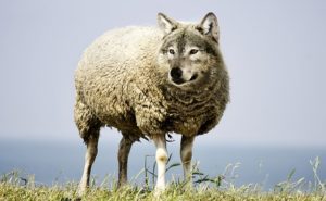 is this a wolf, dog or sheep