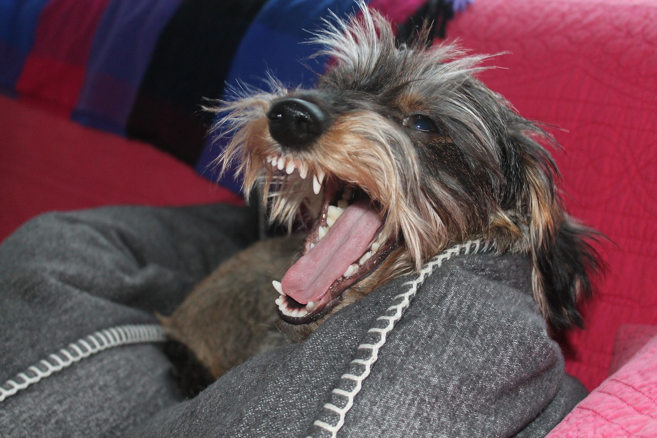 dachshund, lion, yawn