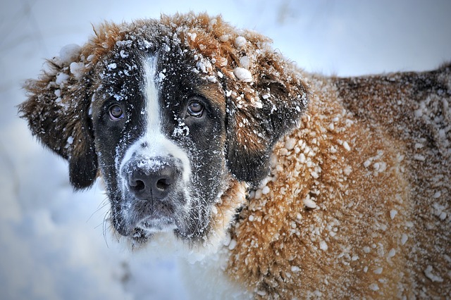 St bernard dog in the winter snow.