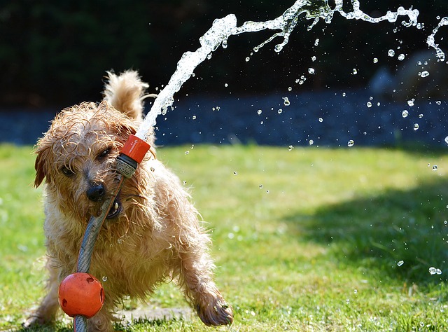 A dog enjoying hot weather while playing with water from a hose.