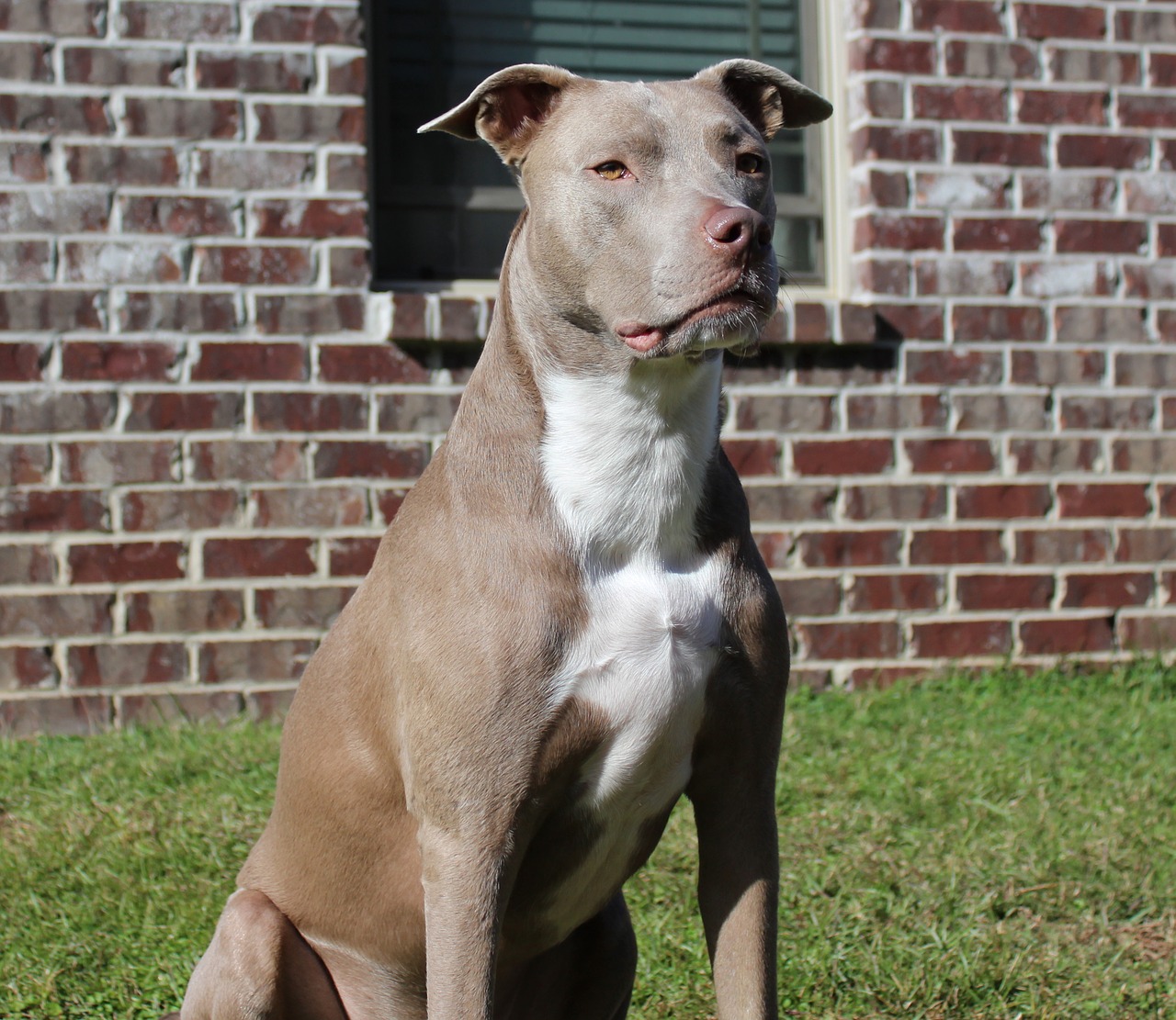 A dog sitting on the grass in front of a brick wall, possibly at a vet.