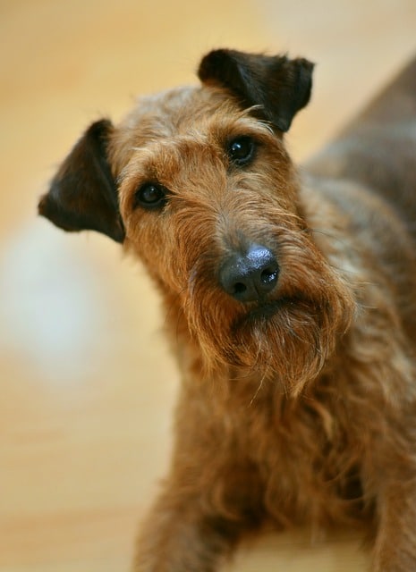 A rescued brown dog laying on a wooden floor.