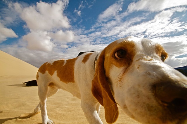 A funny dog is standing on a sand dune in front of a blue sky.