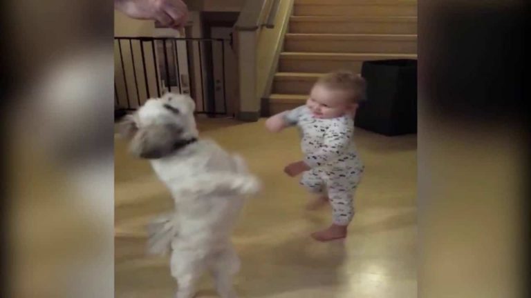 A baby and a dog are playing in a living room.