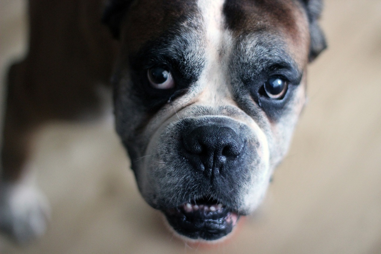 A boxer dog is staring at the camera