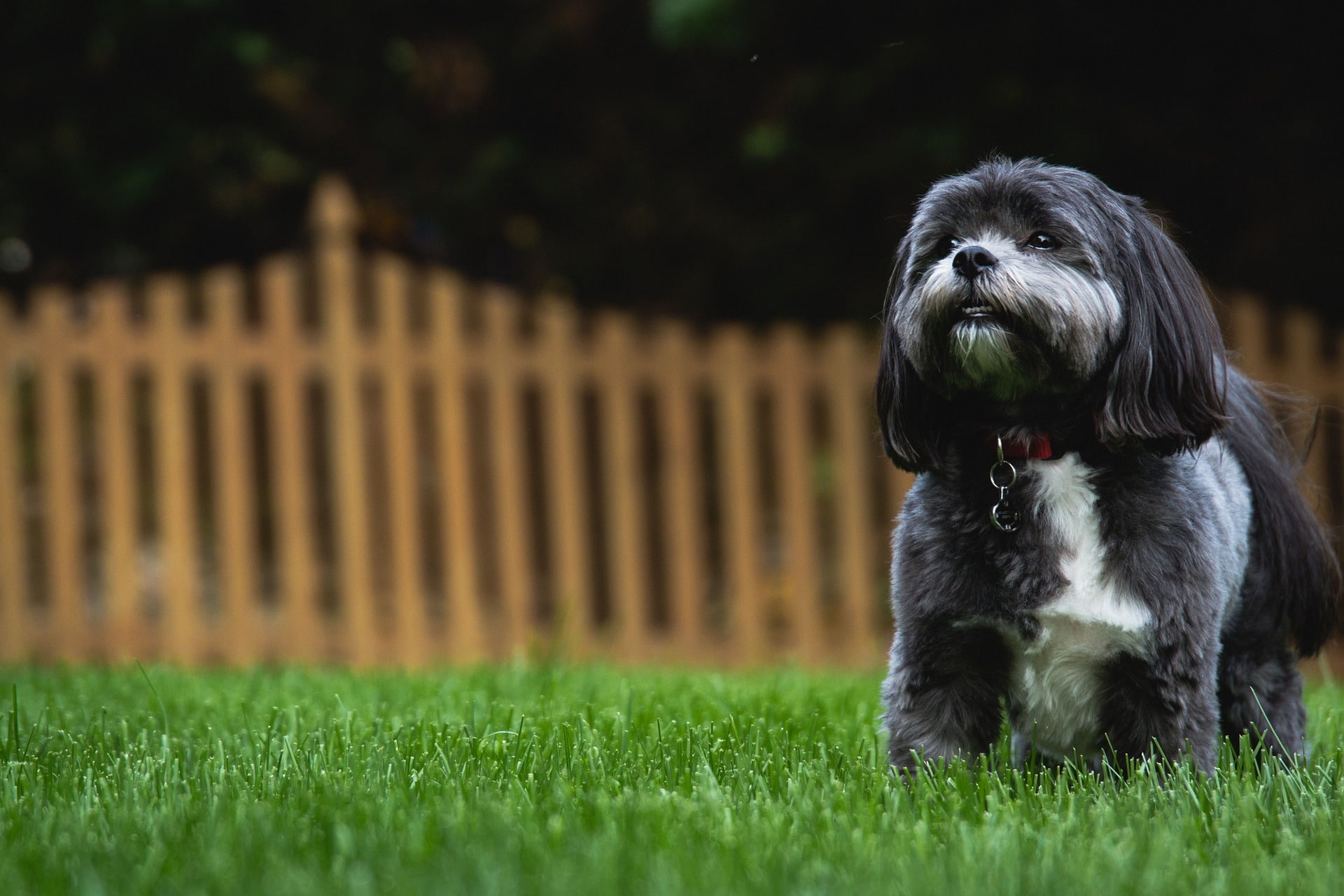 A black and white dog standing in the grass