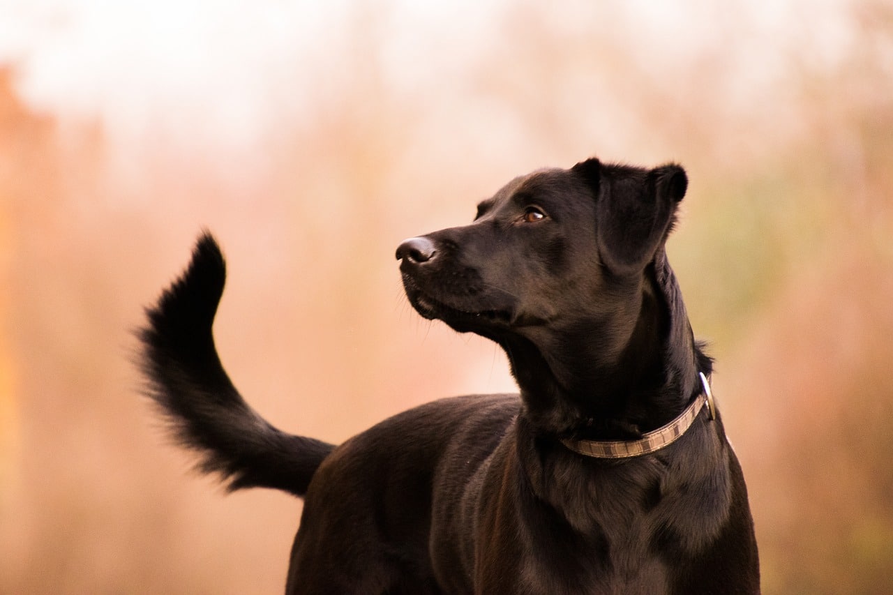 A black dog is looking up at the sky