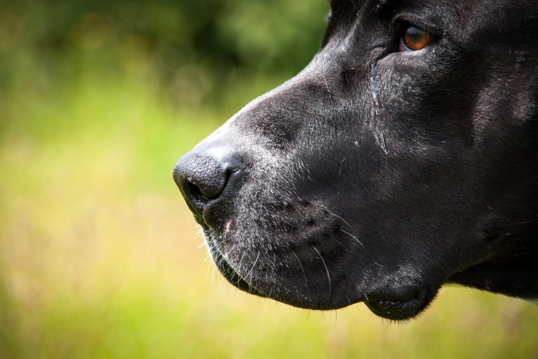 A close up of a bulldog in a field.