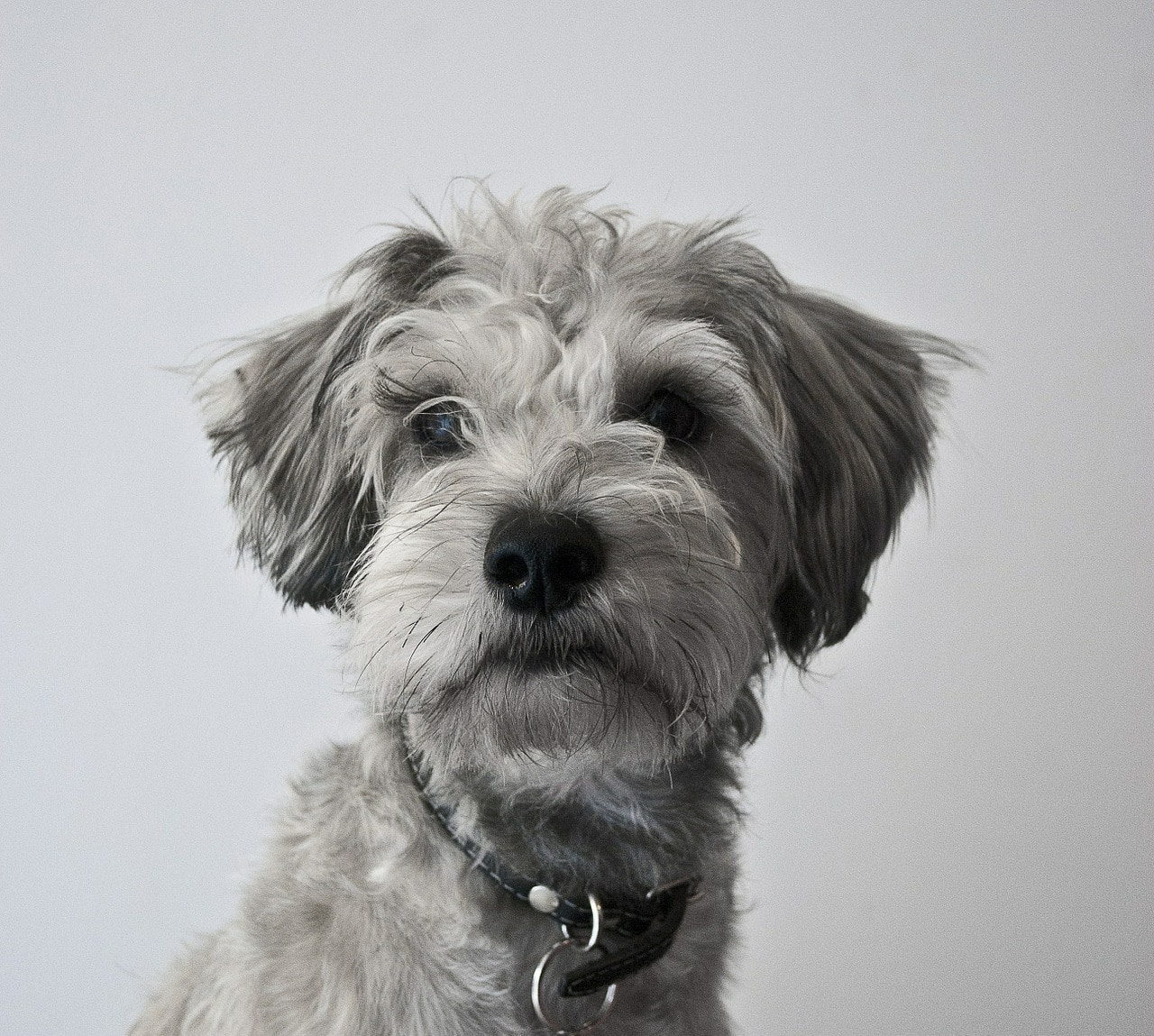 A dog is sitting in front of a freezing white background.