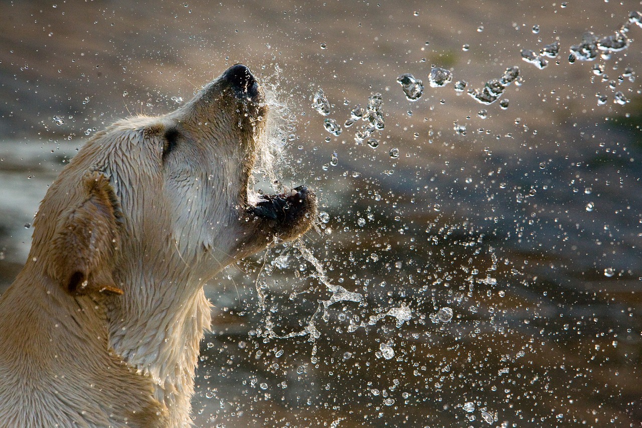 A dog splashing water with its mouth.