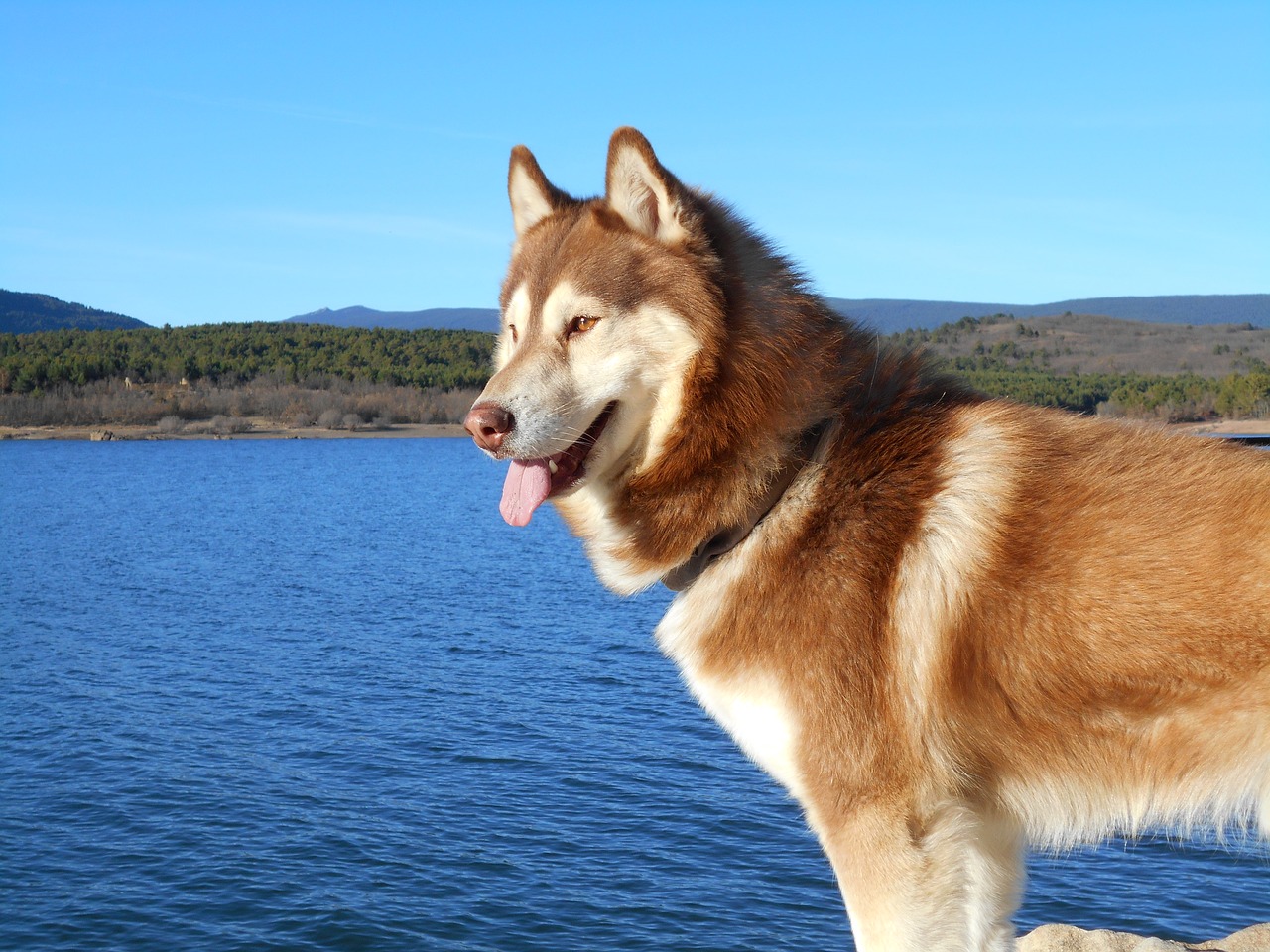 A husky dog standing on a rock next to a body of water.