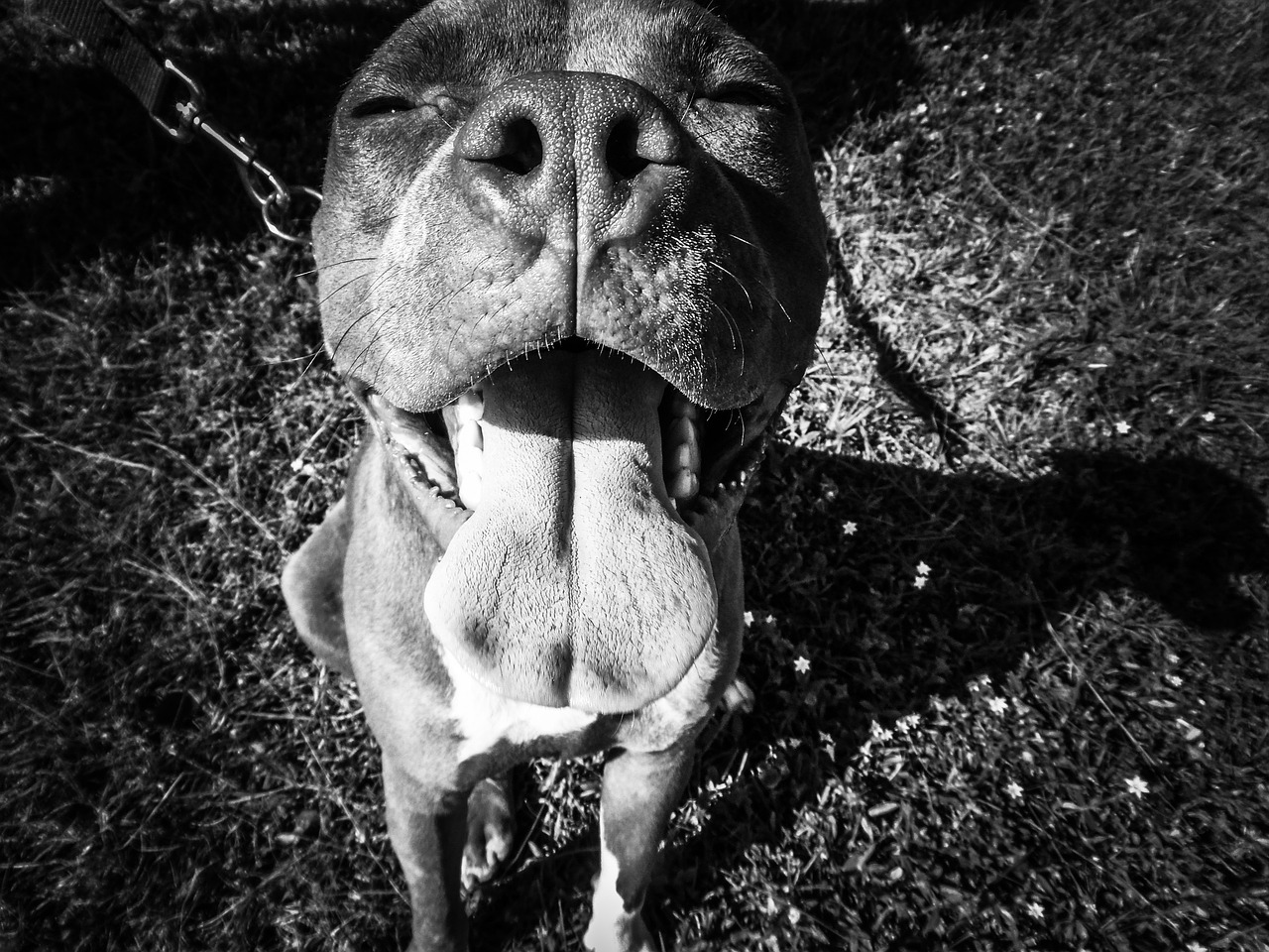 A black and white photo of a dog with its tongue out.