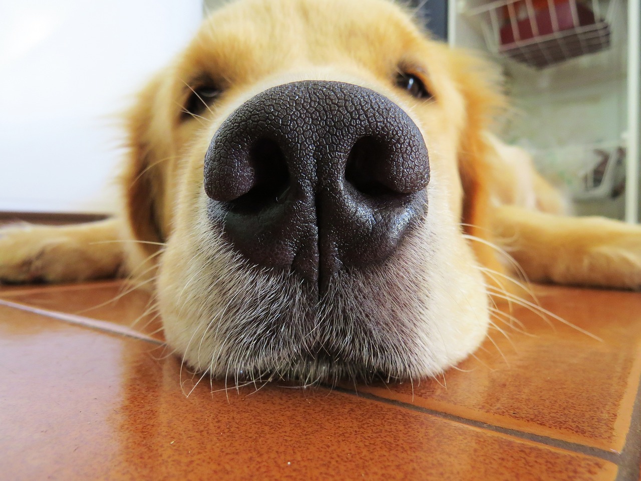 Dog Jumped Out From The Front Door To Greet His Owner - Doggy Times