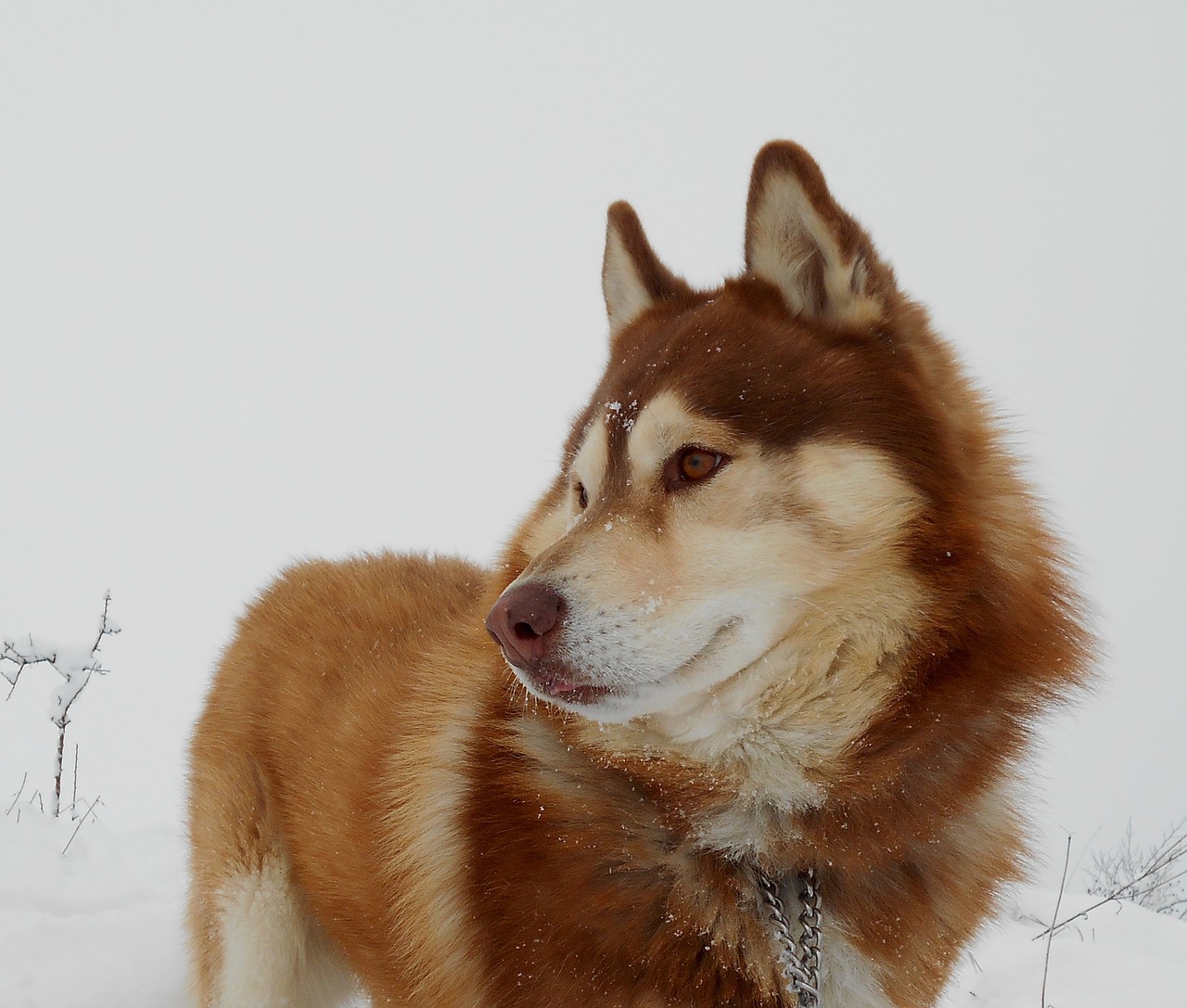 siberian husky, dog, pet