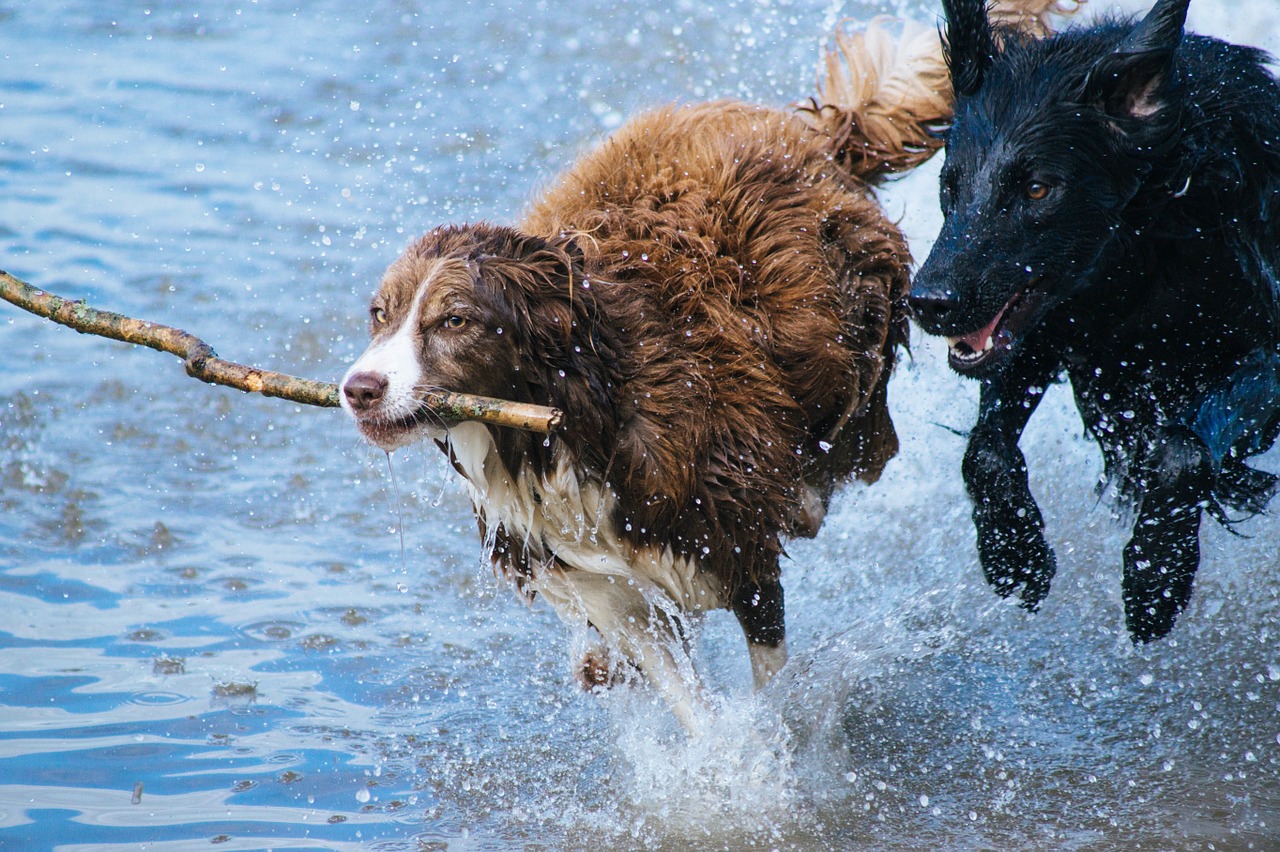 Two dogs running in the water with a stick.