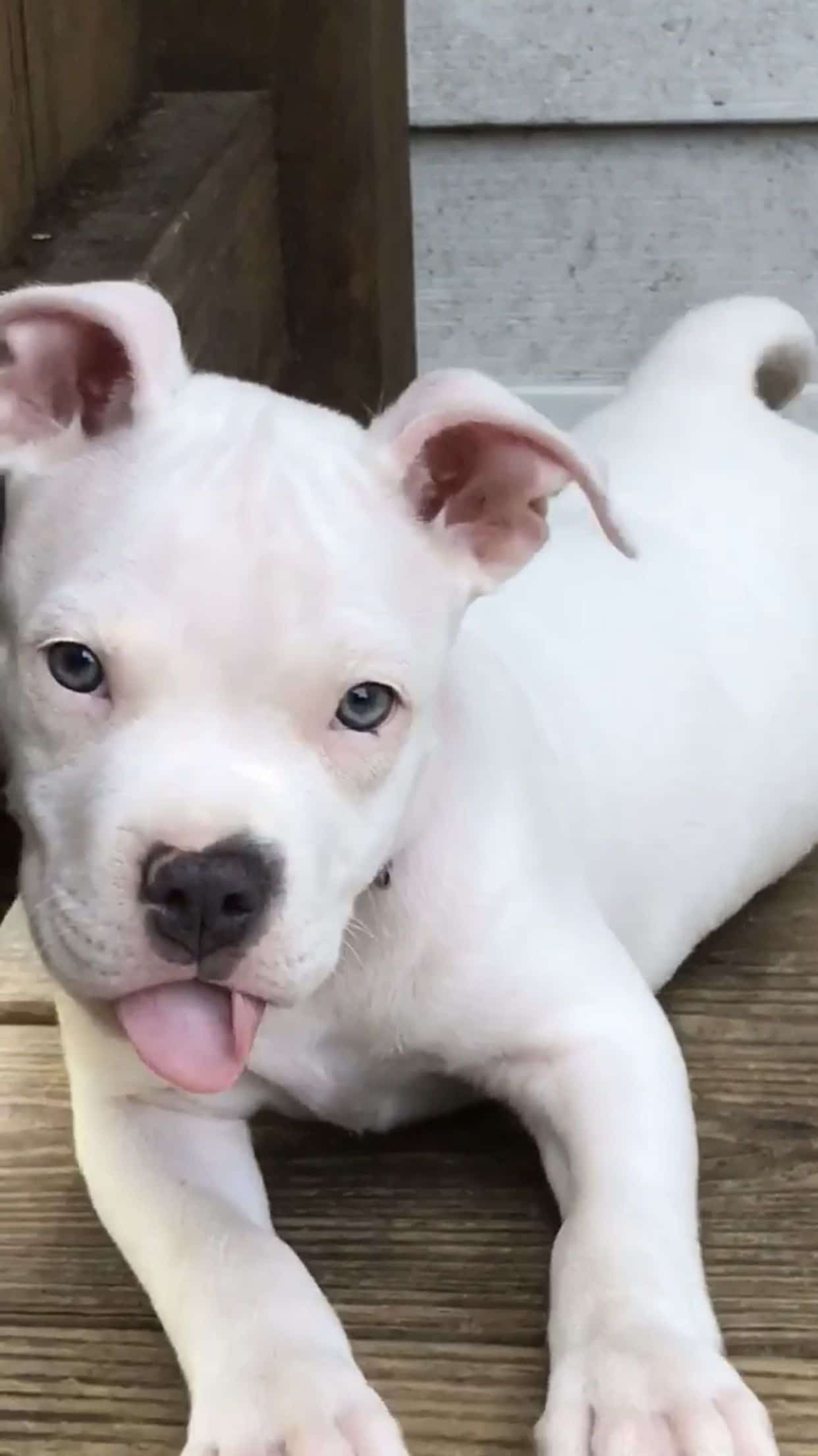 A white puppy is laying on a wooden deck.