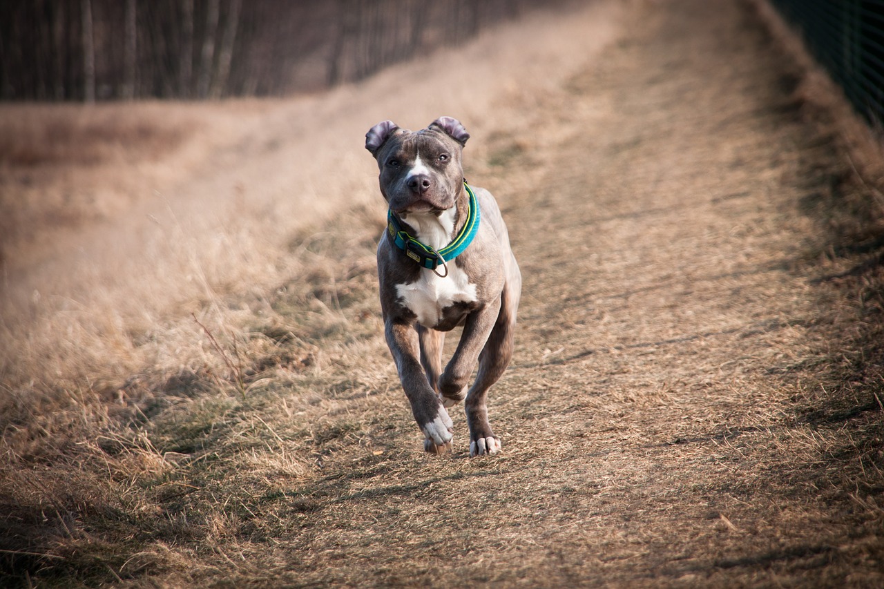 A pit bull dog running on a dirt path.