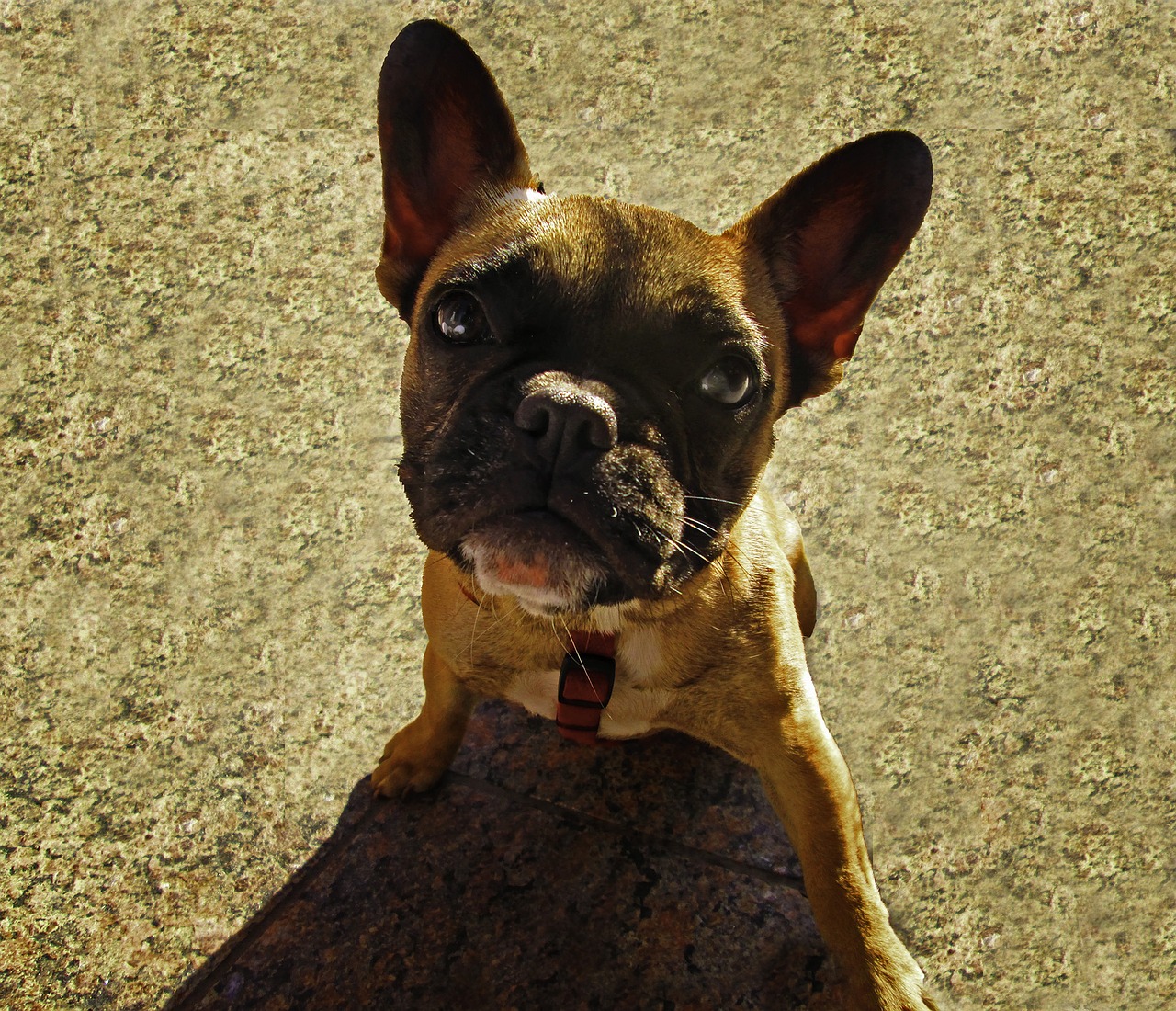 A french bulldog standing on a rock.