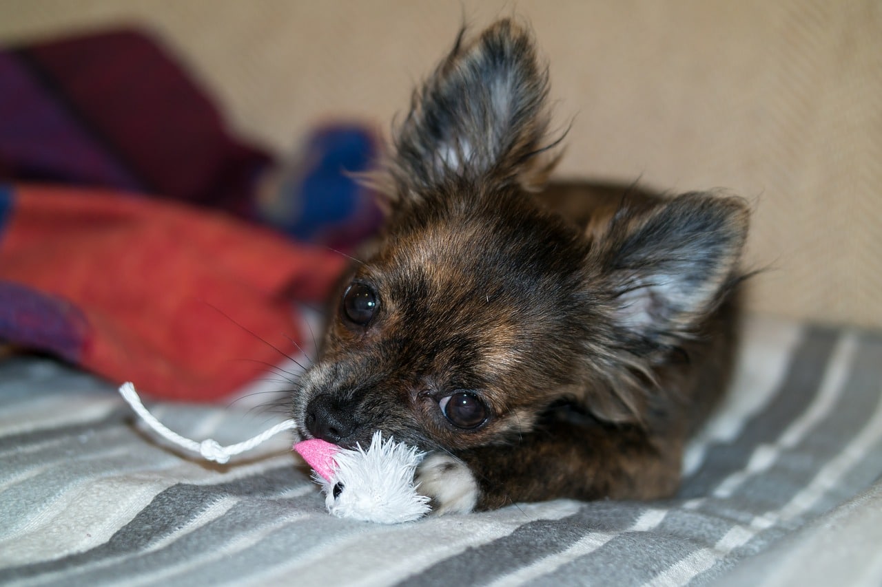 A chihuahua dog playing with a toy.