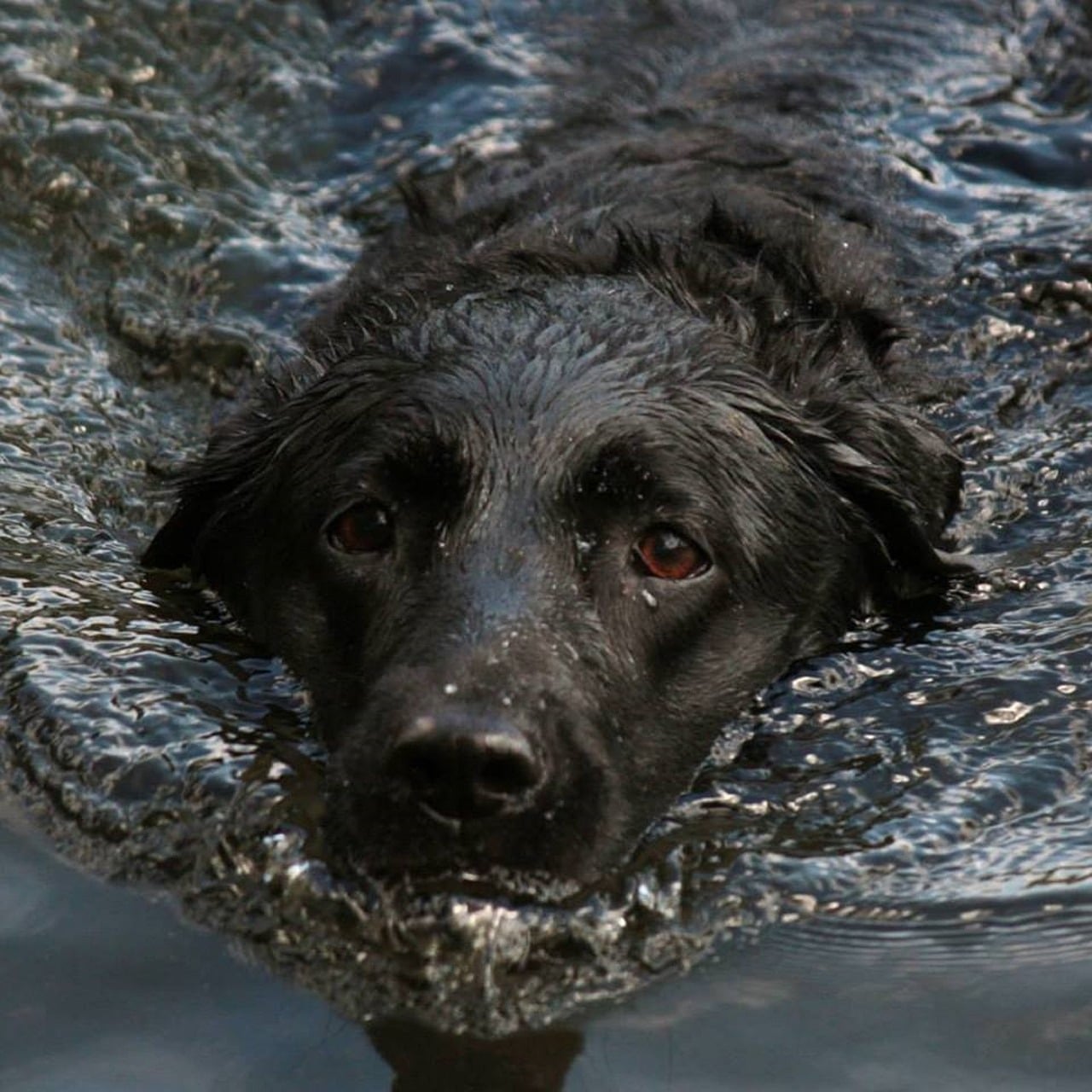 A black dog swimming in water.