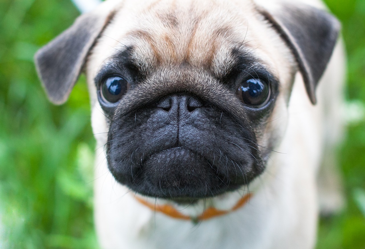 A small pug dog is looking at the camera.