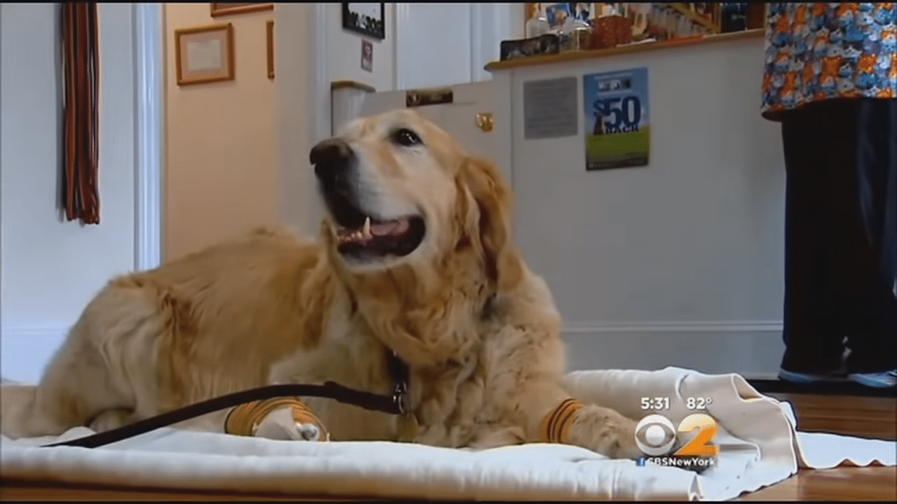 A golden retriever is laying on the floor in a room.