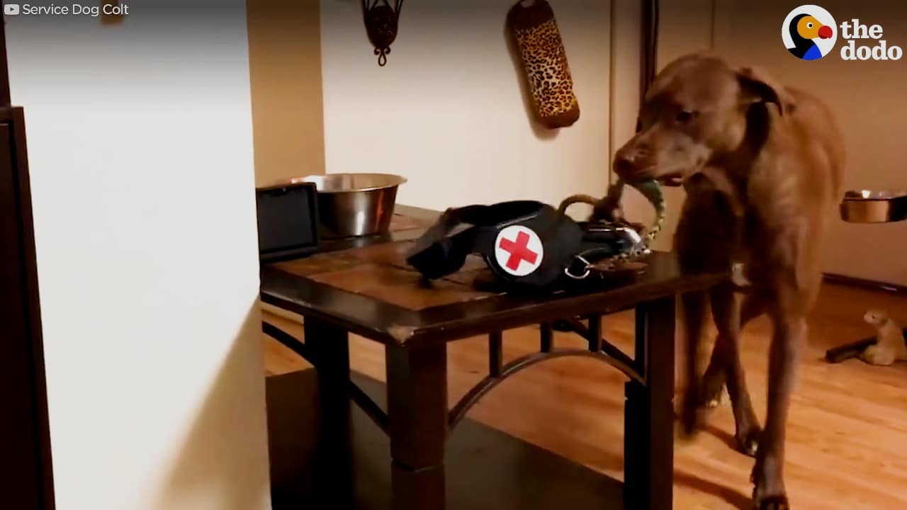 A dog is standing on a table in a room.