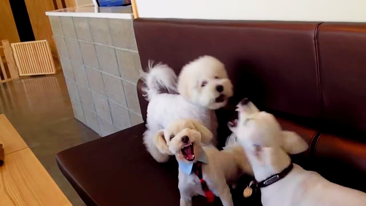 Three white dogs are playing on a brown couch.