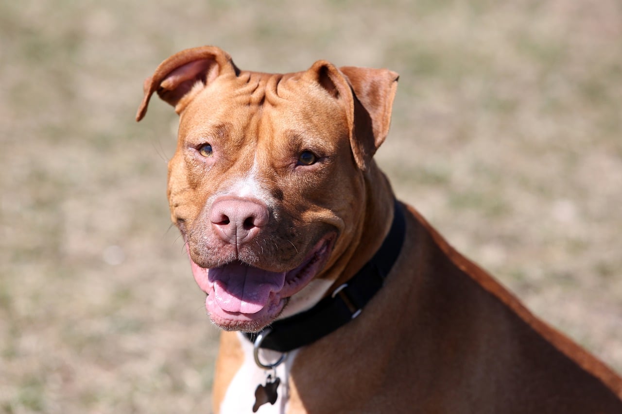 A brown and white dog is sitting in the grass.